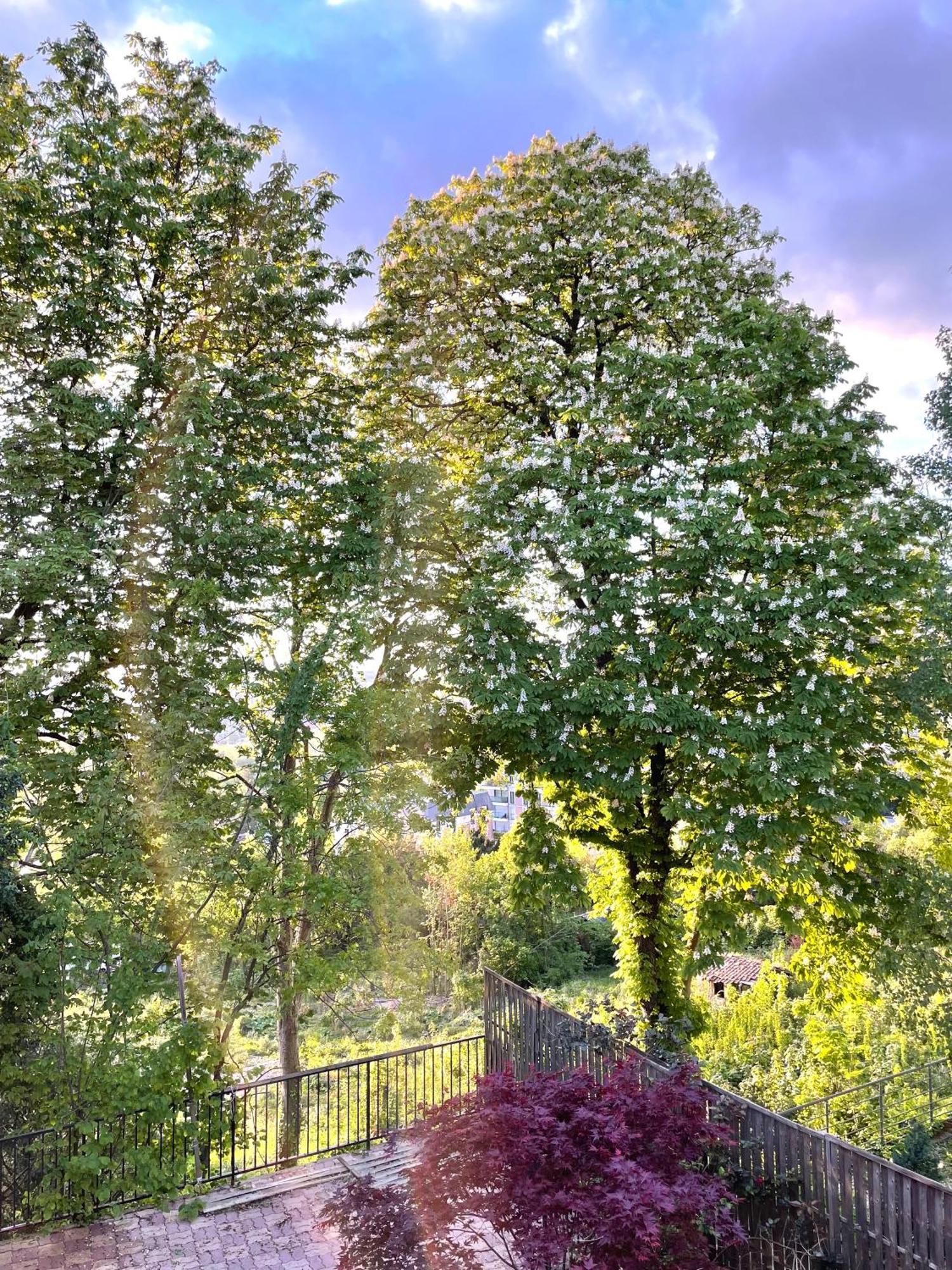Sara Home Chennevieres-sur-Marne Екстер'єр фото